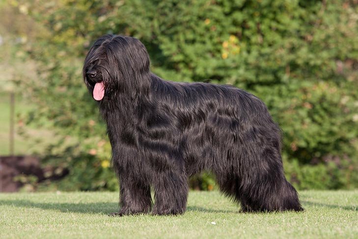 Briard standing in the grass.