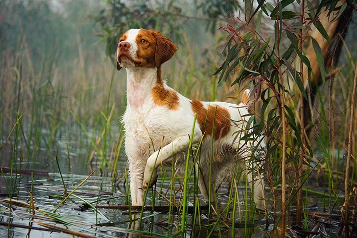 Brittany wading through water and reeds, hunting.