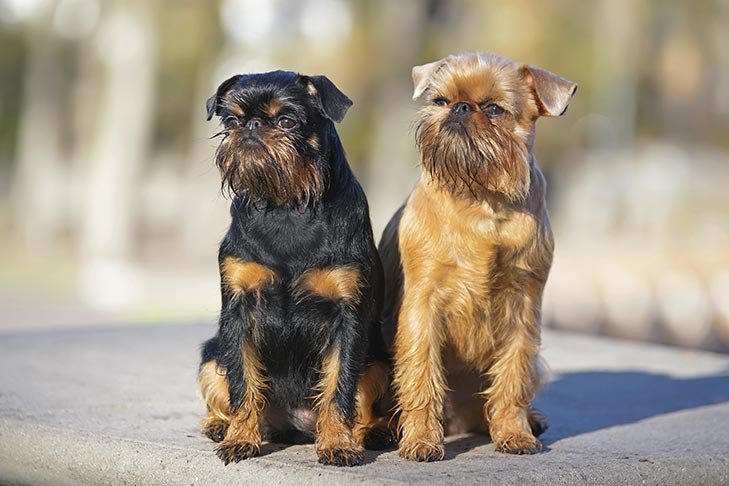 Two Brussels Griffons sitting side by side outdoors.