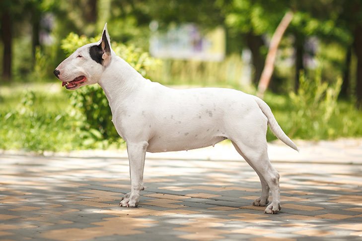 Bull Terrier standing sideways outdoors facing left.