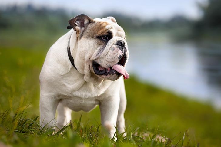 Bulldog standing in the grass.
