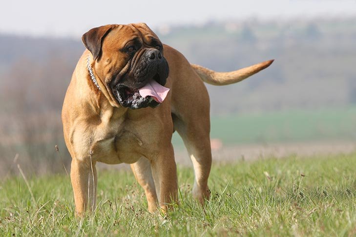 Bullmastiff standing in a field.