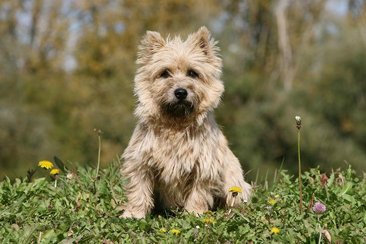 Cairn Terrier sitting in the grass.