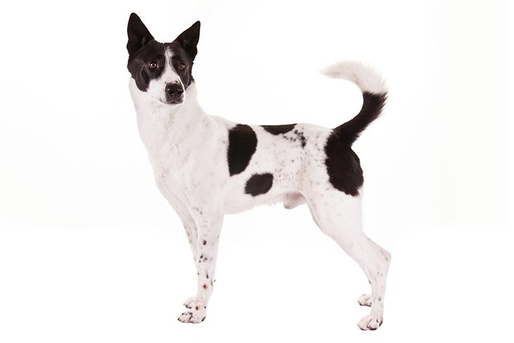 Canaan Dog standing sideways facing left, head turned right