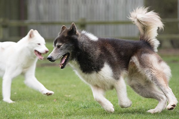 Canadian Eskimo Dog running and playing with a puppy in the yard.