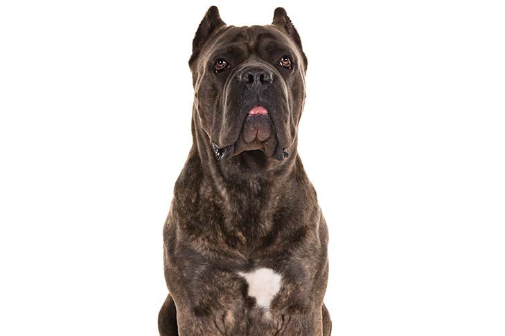 Cane Corso head and shoulders.