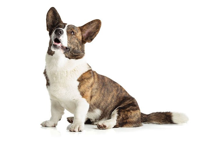 Cardigan Welsh Corgi sitting in three-quarter view looking up.