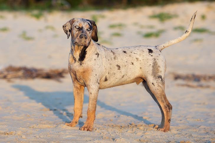 Catahoula Leopard Dog standing outdoors on the beach.