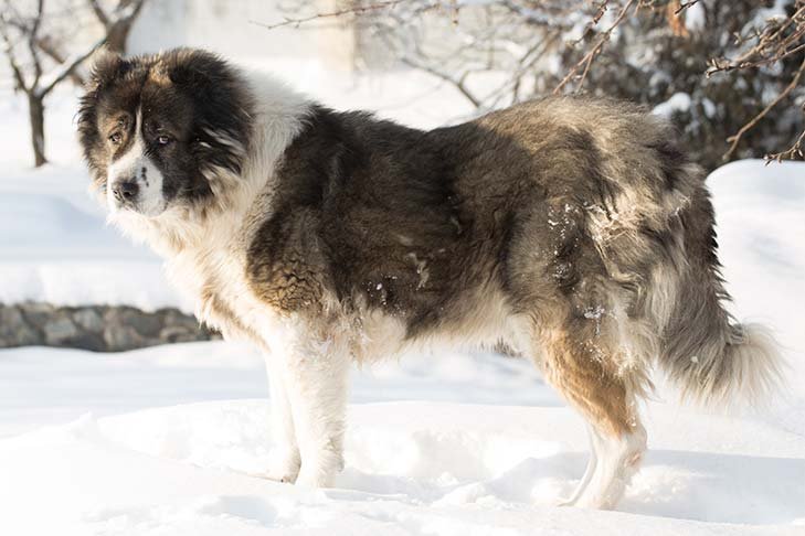 Caucasian Shepherd Dog
