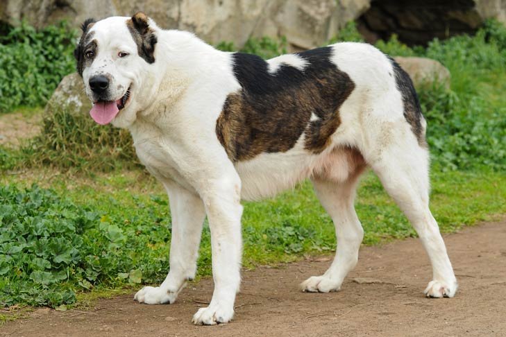 Central Asian Shepherd Dog standing outdoors on a dirt path facing left, head turned forward