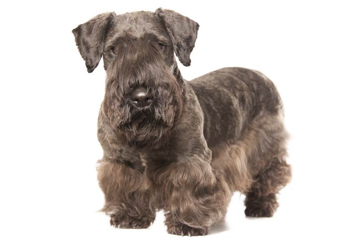Cesky Terrier standing in three-quarter view