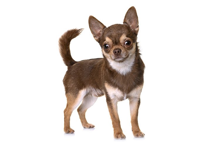 Chihuahua standing in three-quarter view.