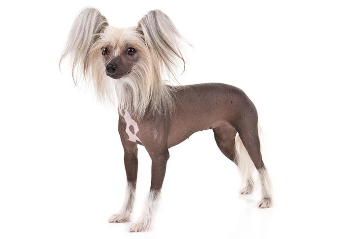 Chinese Crested standing in three-quarter view.
