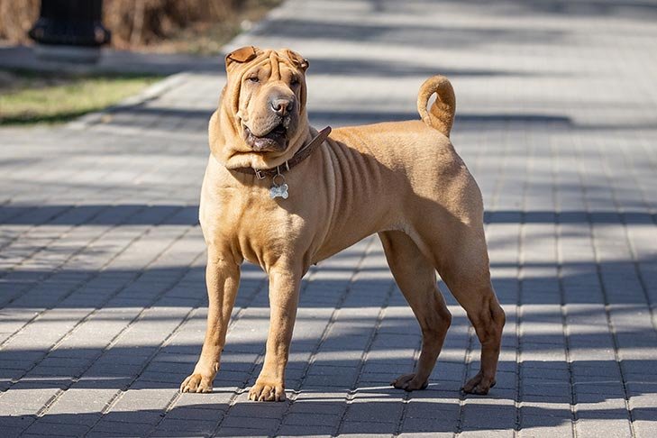 Chinese Shar Pei standing on the sidewalk.