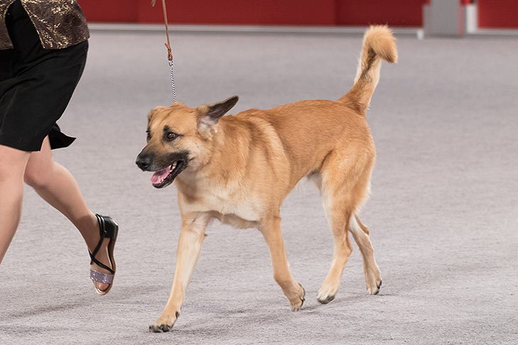 Chinook at the 2016 AKC National Championship presented by Royal Canin.