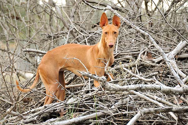 Cirneco dell'Etna hunting.