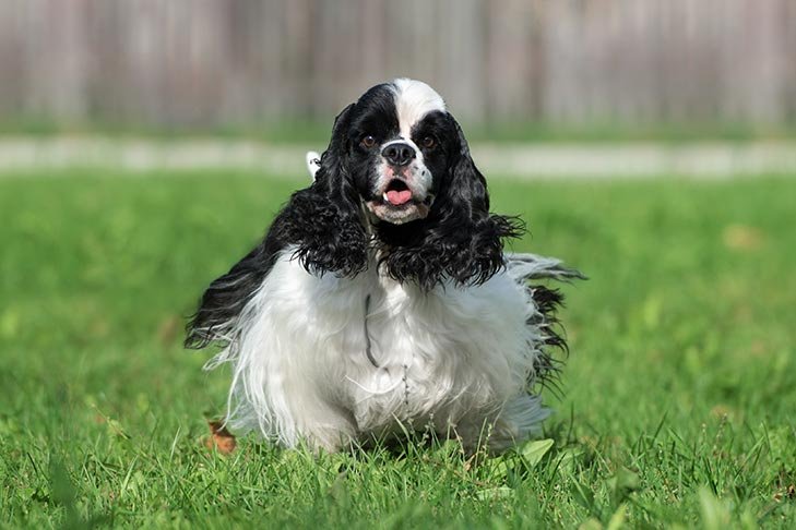 Cocker Spaniel running in the yard.