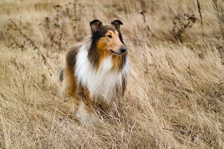 Collie standing in a field of wild grasses.