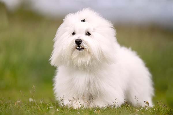 Coton de Tulear standing in the grass.