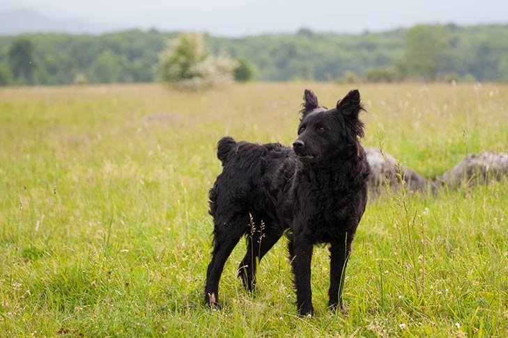 Croatian Sheepdog standing in a field.
