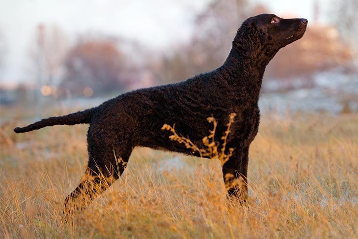 Curly Coated Retriever standing stacked in a field at sunset.