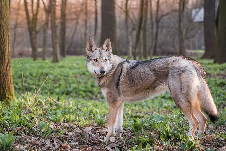 Czechoslovakian Vlcak