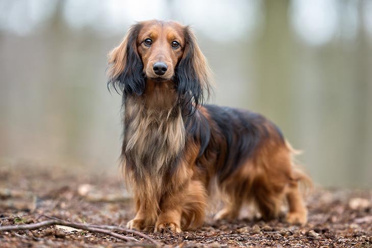 Longhaired Dachshund standing outdoors.