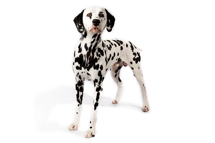 Dalmatian standing in three-quarter view facing forward