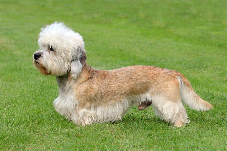 Dandie Dinmont Terrier standing sideways in grass facing left