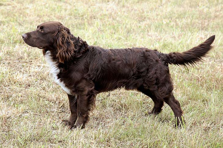 Deutscher Wachtelhund standing outdoors facing left.