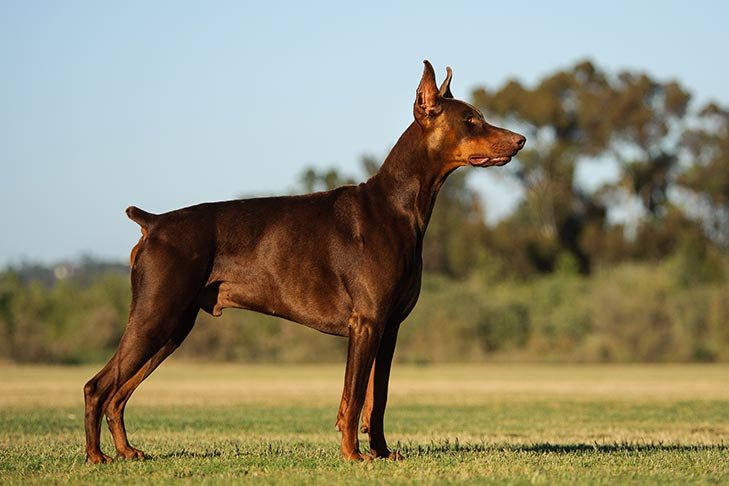 Doberman Pinscher standing stacked in the grass.