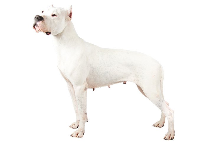 Dogo Argentino standing in profile facing left.