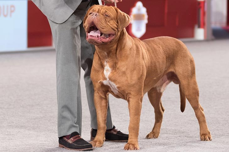 Best of Breed: GCHS CH Excaliburs Calm Before The Storm CGC, Dogue de Bordeaux; Working Group judging at the 2016 AKC National Championship presented by Royal Canin in Orlando, FL.