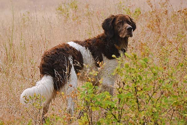 Drentsche Patrijshond standing in a field.