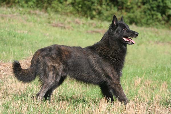 Dutch Shepherd in a field.