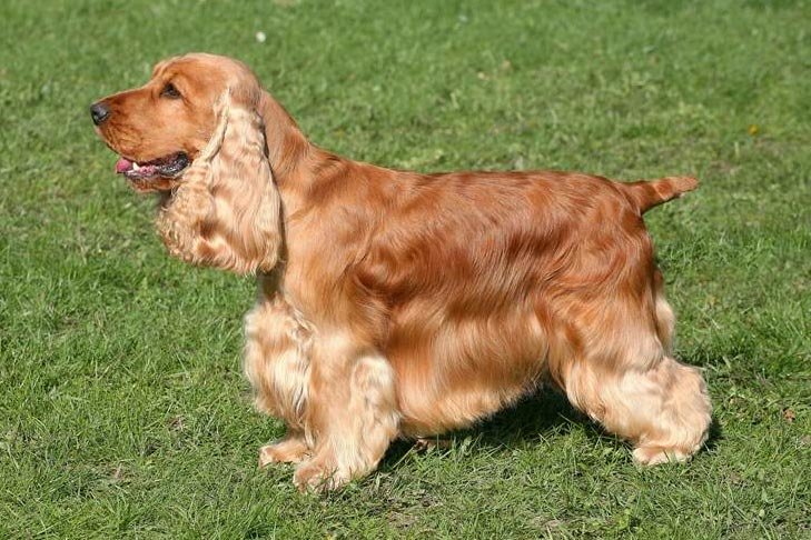 English Cocker Spaniel standing sideways in grass facing left