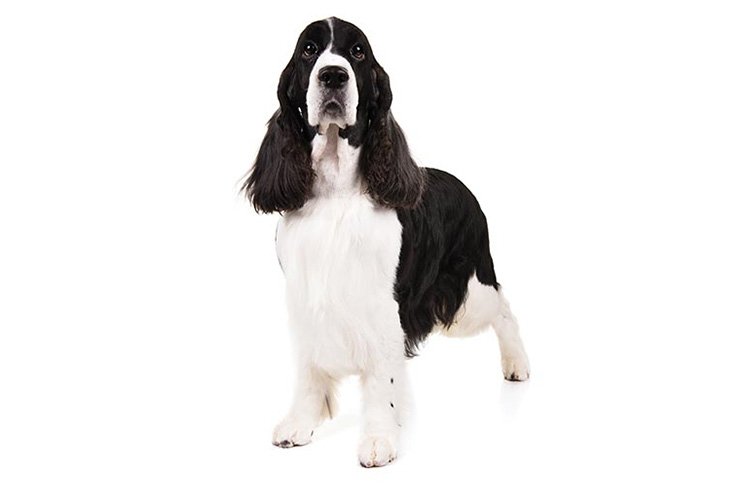 English Springer Spaniel standing in three-quarter view