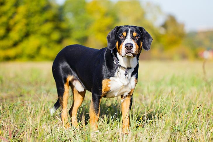 Entlebucher Mountain Dog standing in a field.