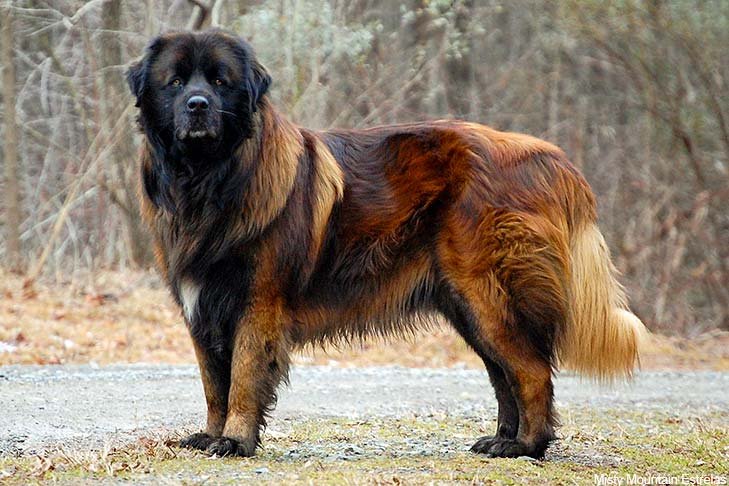 Estrela Mountain Dog standing outdoors.