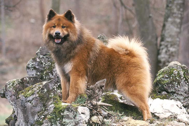 Eurasier standing outdoors on a boulder.