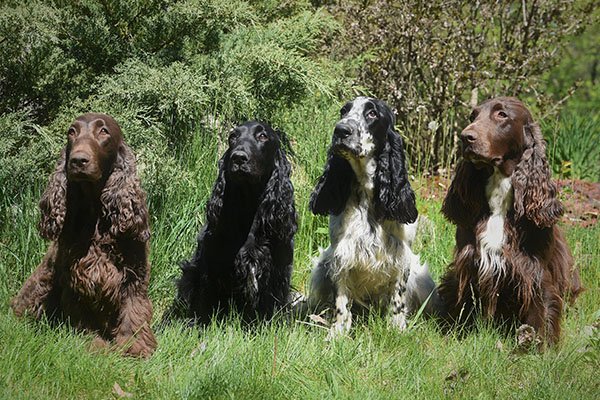 Field Spaniels of different colors sitting together outdoors.