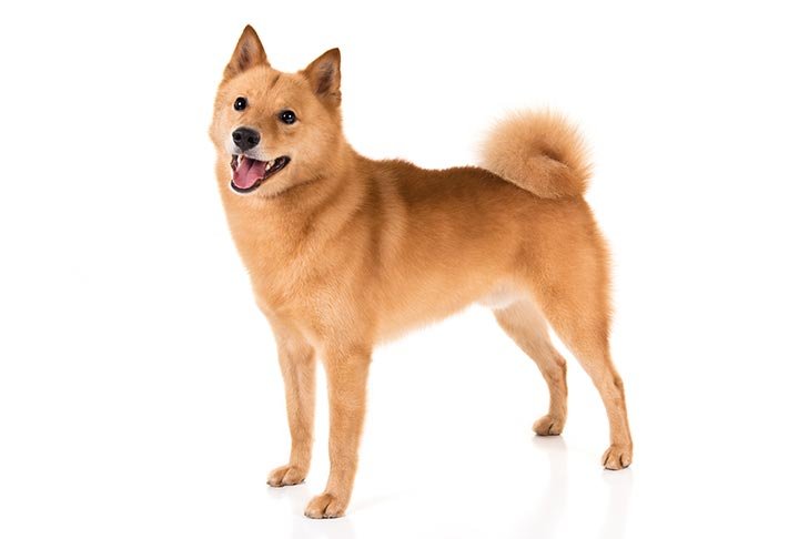 Finnish Spitz standing in three-quarter view