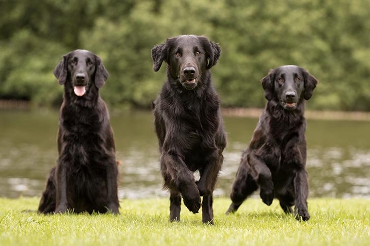 Flat Coated Retrievers sitting outdoors.