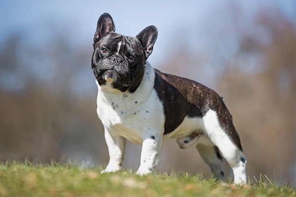French Bulldog standing outdoors.