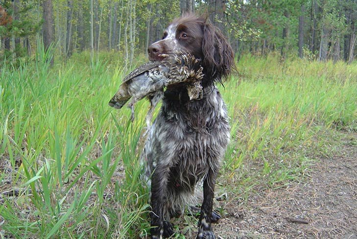 German Longhaired Pointer sitting in a field with a dead bird in its mouth