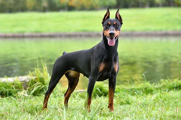 German Pinscher standing near a lake.