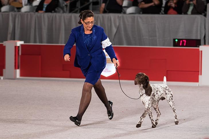 Sporting Group Fourth, BBE Sporting Group Second, Best of Breed, and Best Bred By in Breed/Variety: GCHP CH Vjk-Myst Garbonita's California Journey CGC, Pointer (German Shorthaired); Sporting Group judging at the 2016 AKC National Championship presented by Royal Canin in Orlando, FL.