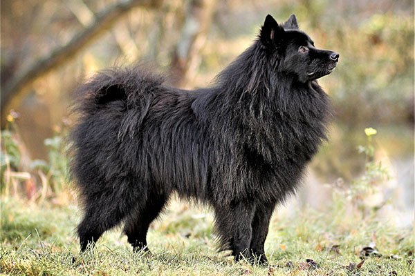 Large German Spitz standing in profile outdoors.