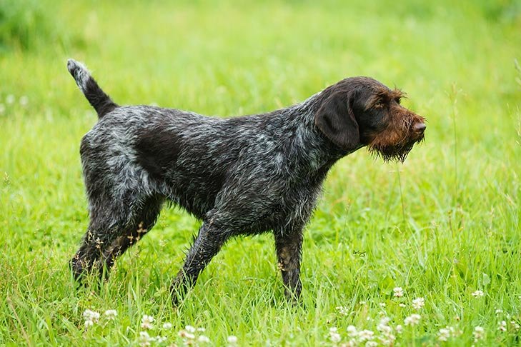 German Wirehaired Pointer standing in a green grassy field.