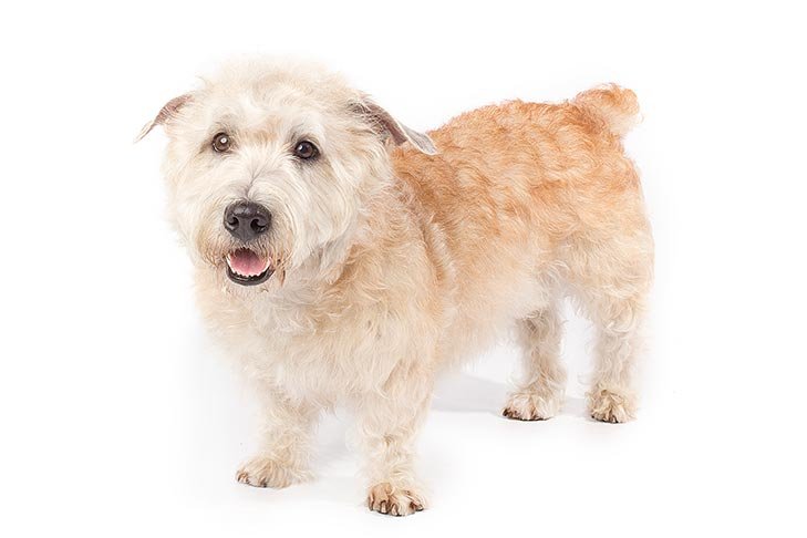 Glen of Imaal Terrier standing in three-quarter view